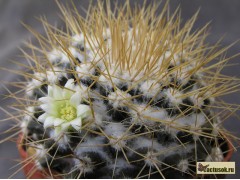 Mammillaria nivosa Antigua - žlutá 