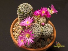 Mammillaria hernandezii RUS-520 Mexicó : Oaxaca (Concepcion Buenavista)