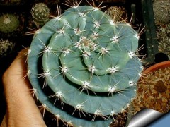 Cereus peruvianus (forbesii) KLA 31 B San Pablo (Hualalpina) p Catamarca