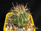 Glandulicactus mathsonii RUS 001