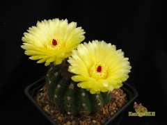 Notocactus ottonis