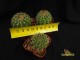 Notocactus ottonis