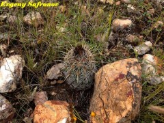 Coryphantha echinoidea, SLPotosi,  Estancion Morados  RUS-409