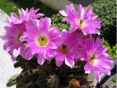 Echinocereus pentalophus RUS-057, San Francisco, SLP 